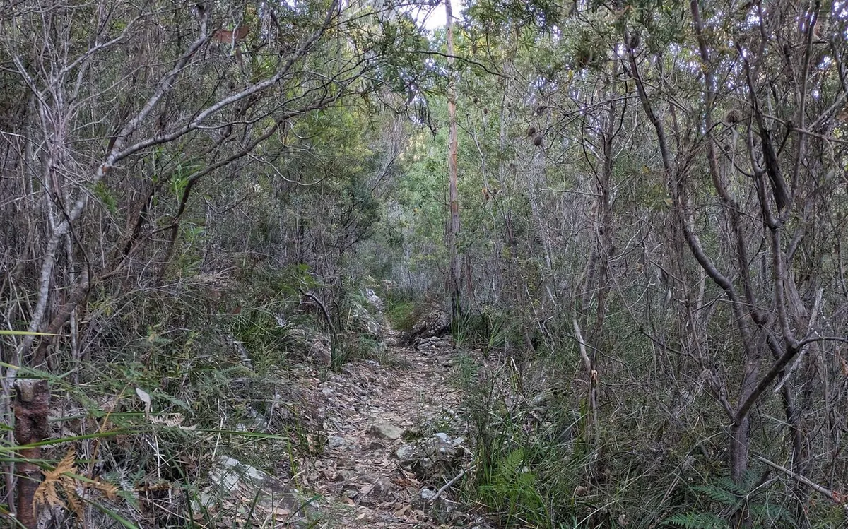 Sentier dans les bois