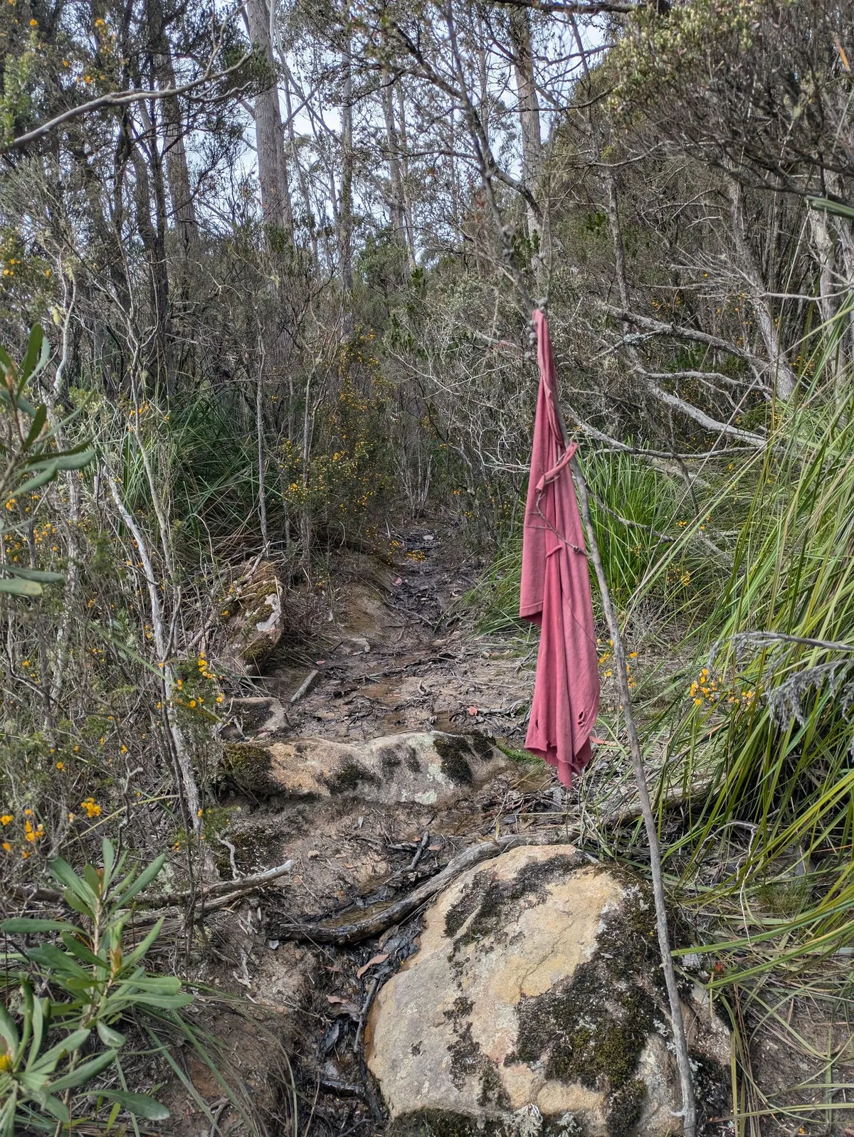 sentier de randonnée dans les plantes et un vieux morceau de tissu rose au premier plan