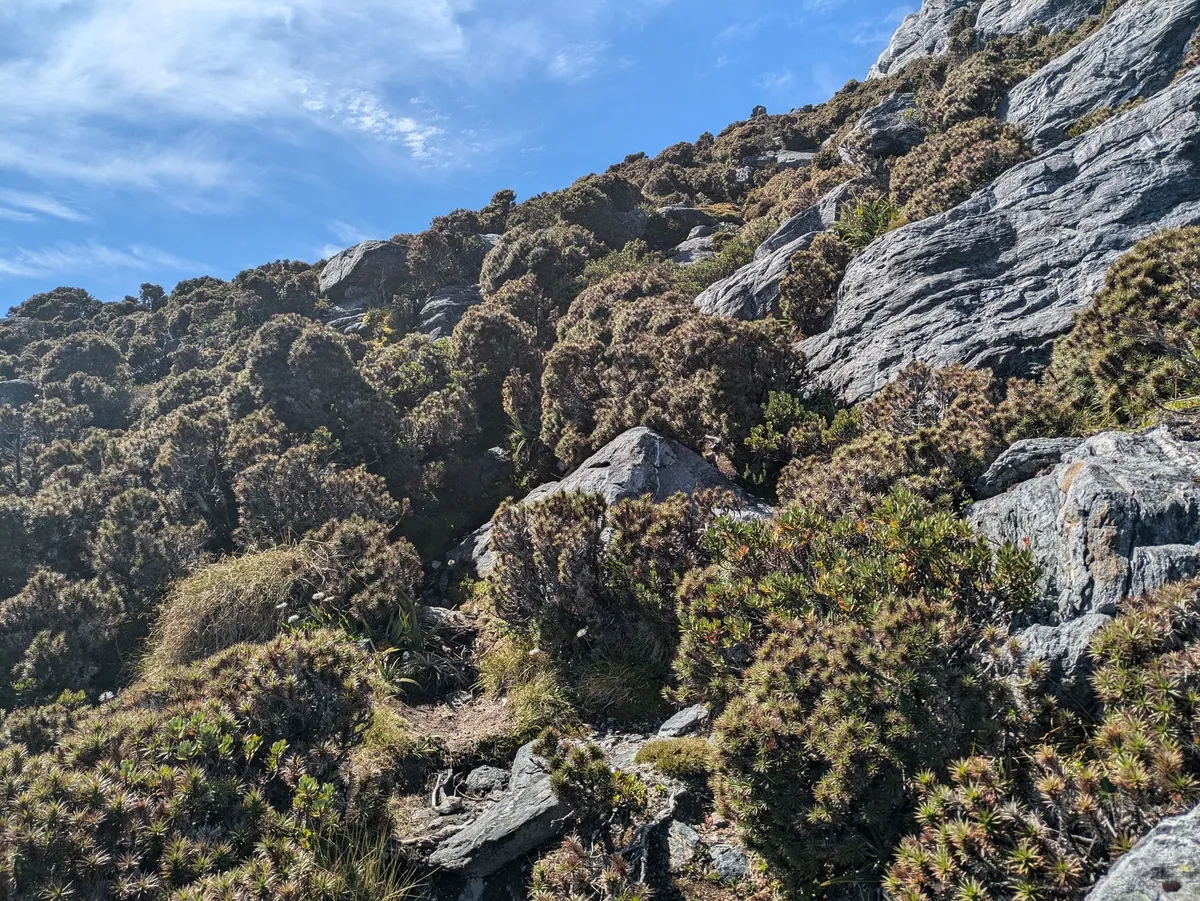 Sente montant dans la scorparia