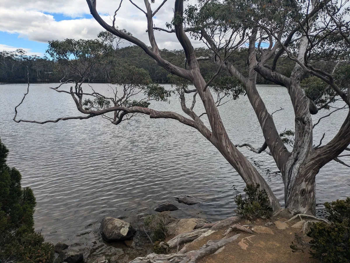 Lac Dobson
