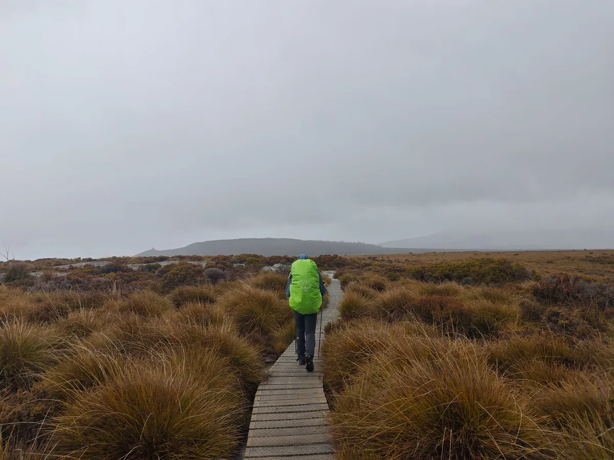 Plaine de buttongrass sous la pluie