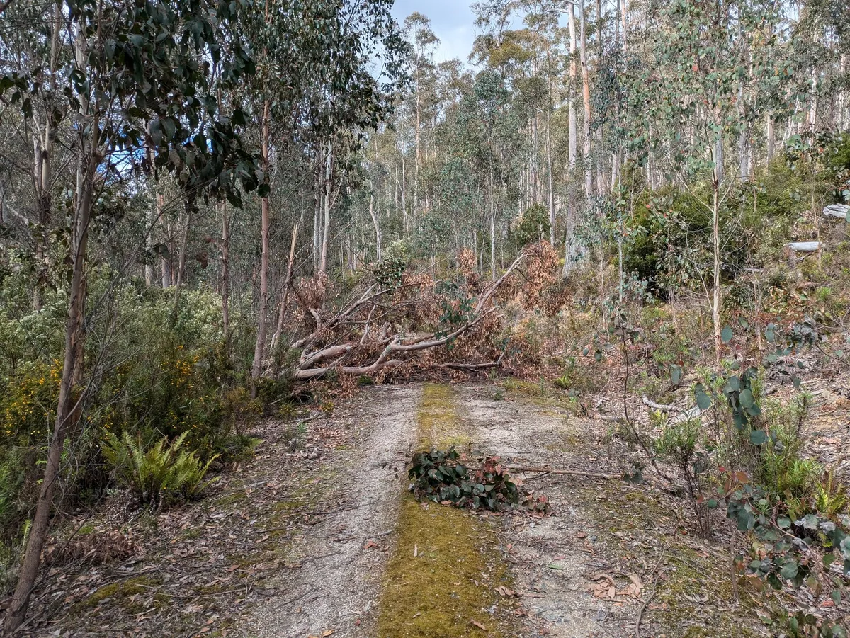 Chemin pour véhicules obstrué par un arbre tombé en travers