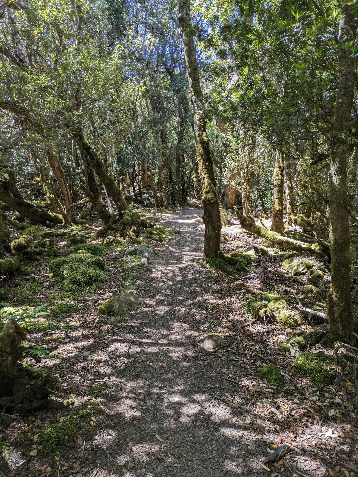 Sentier dans une forêt verdoyante