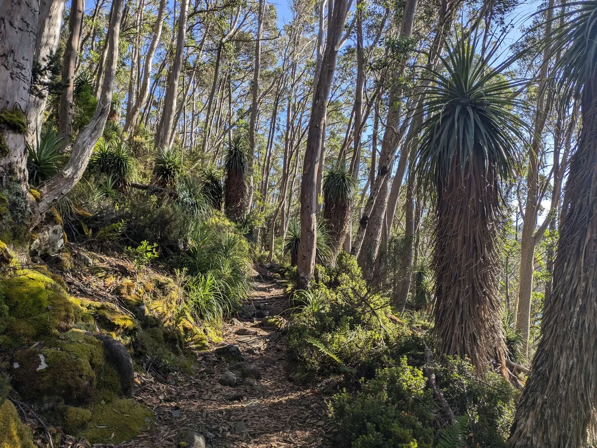 Pandanis et eucalyptus, un sentier passe au milieu