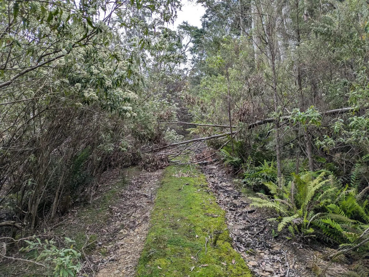 Chemin 4x4 dans la forêt bloqué par des arbres