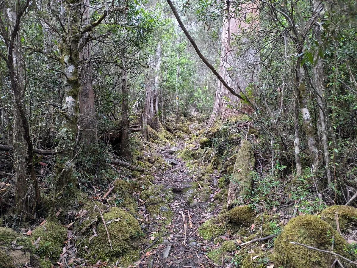 Sentier en pierres dans une forêt humide