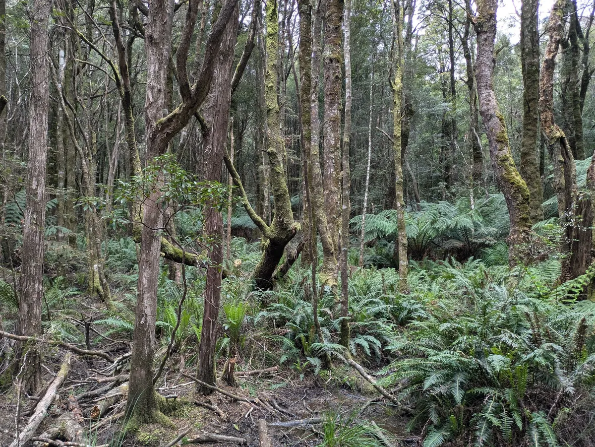 Forêt humide