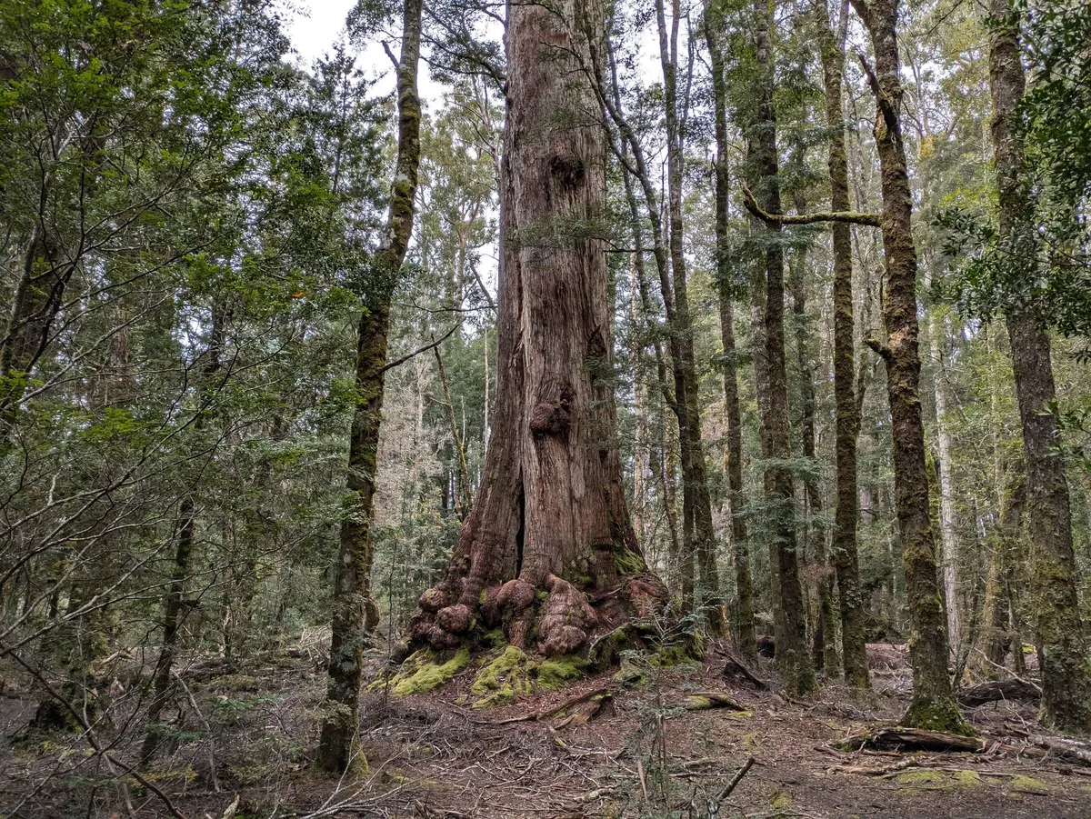 Grand arbre dans la forêt