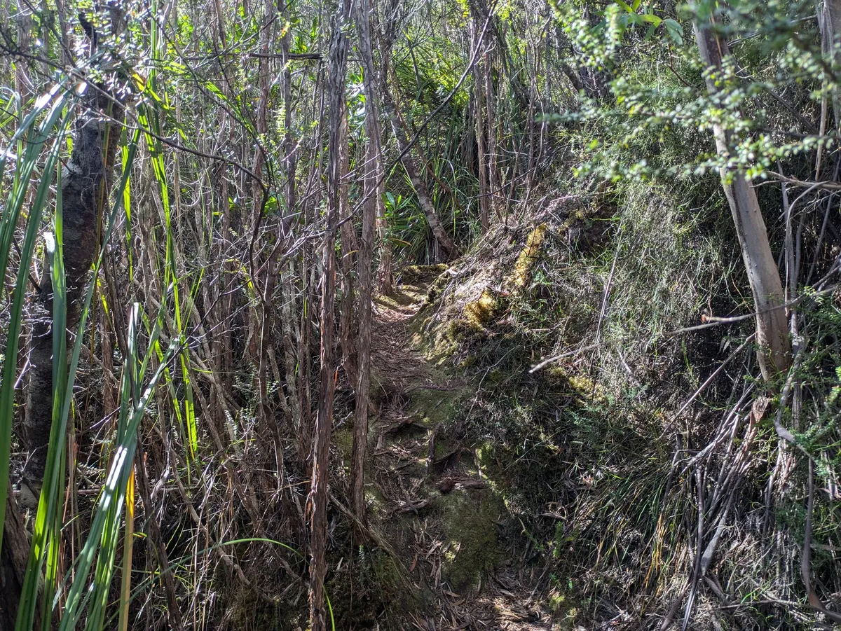 Chemin dans une jungle épaisse