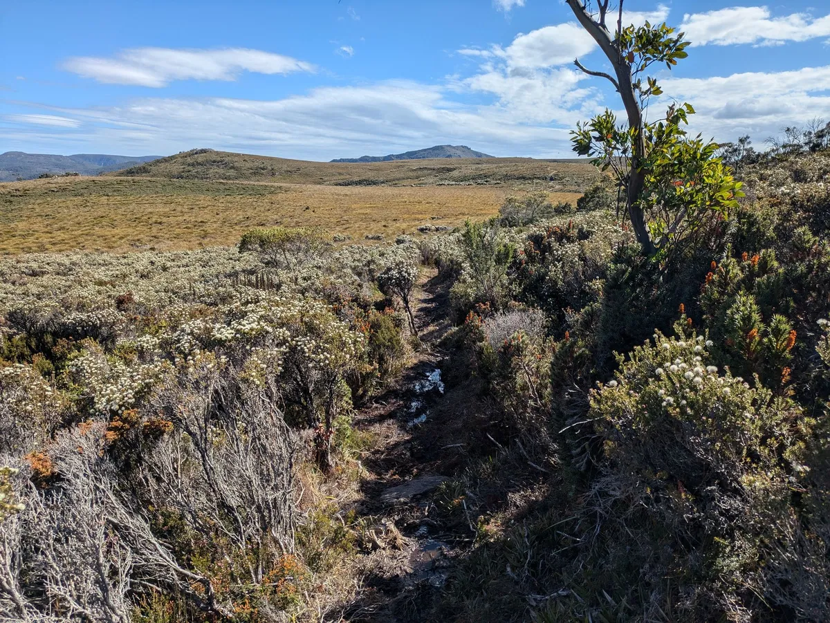 Paysage de montagne verdoyant