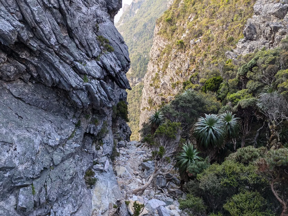 Descente raide dans les roches où poussent quelques Pandani