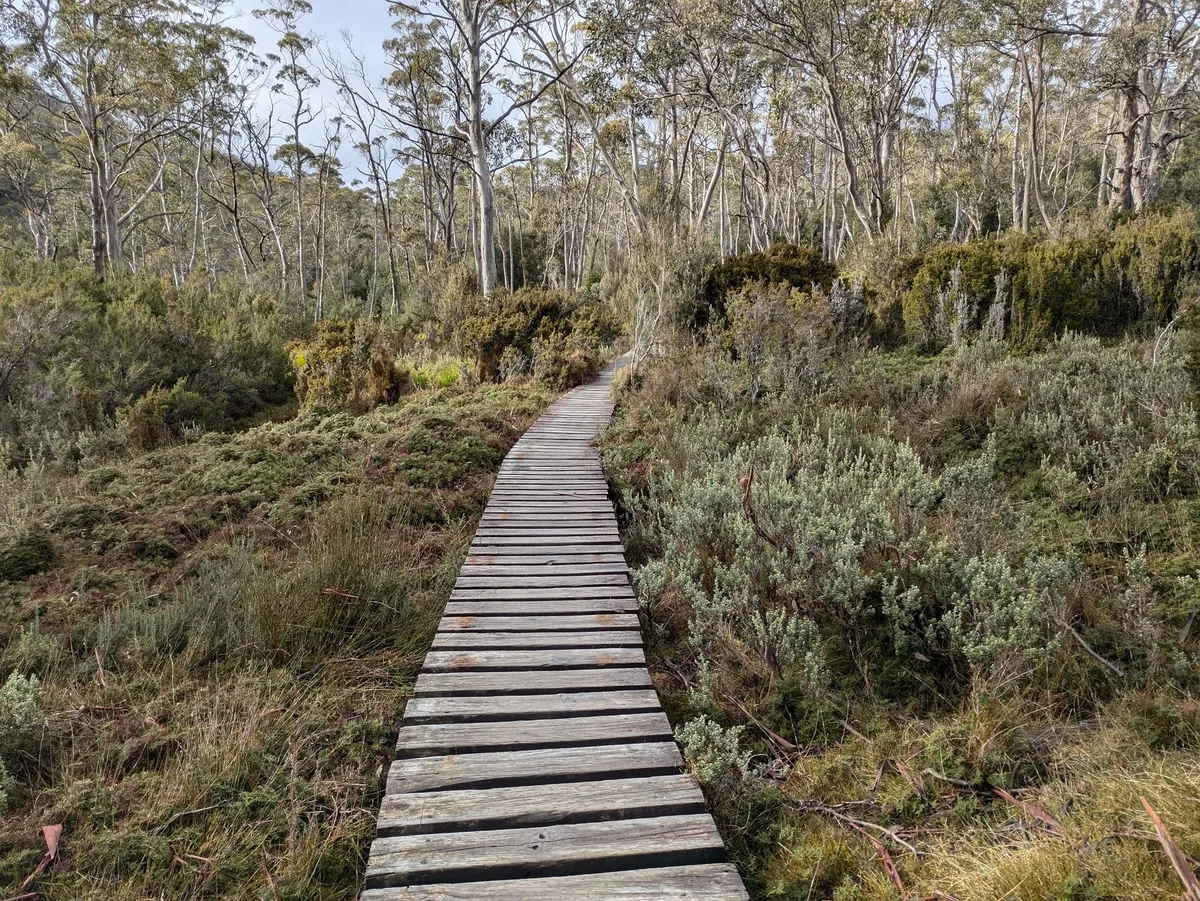 Sentier en bois dans une rainforest