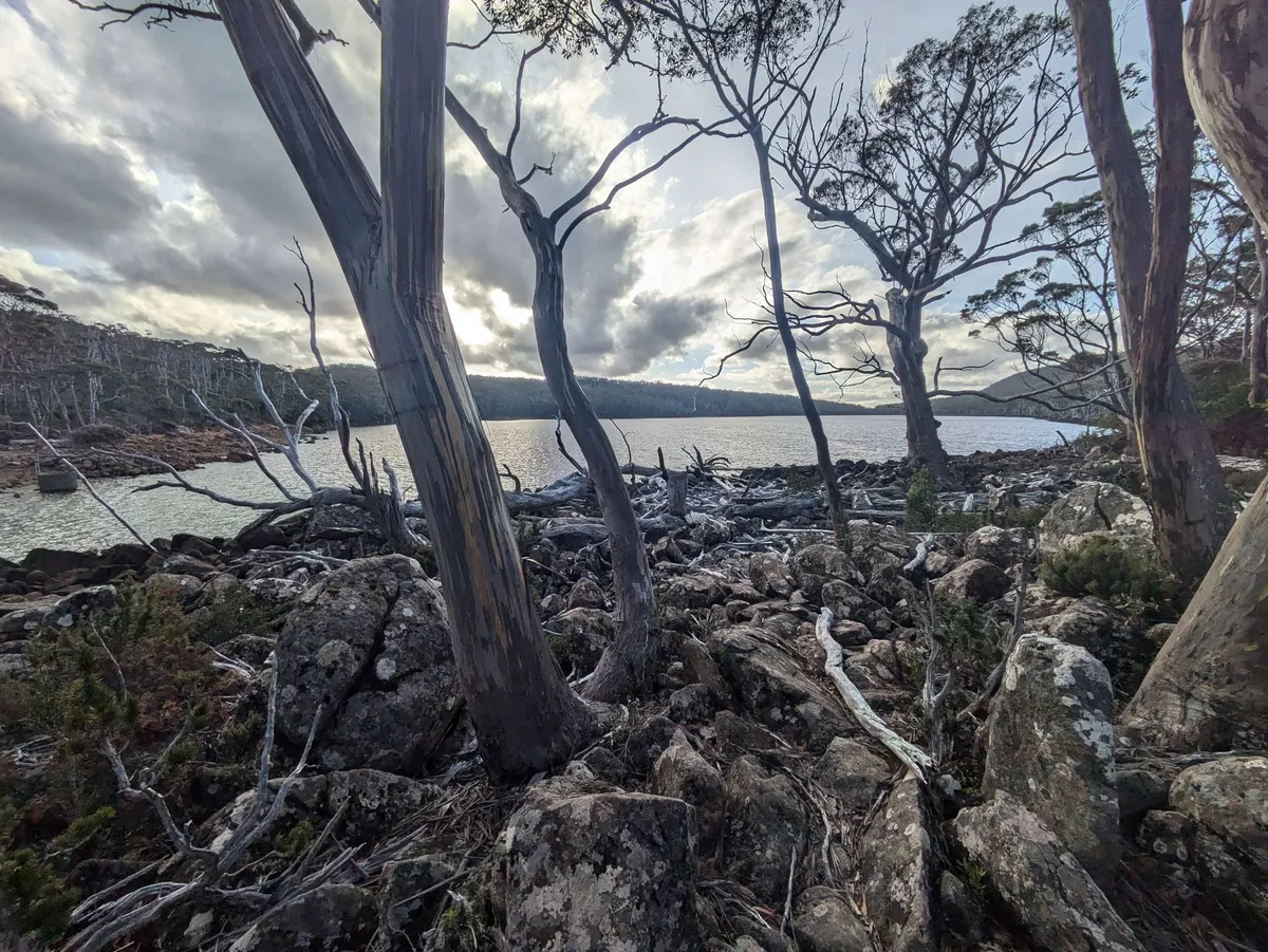 Lac et arbres morts