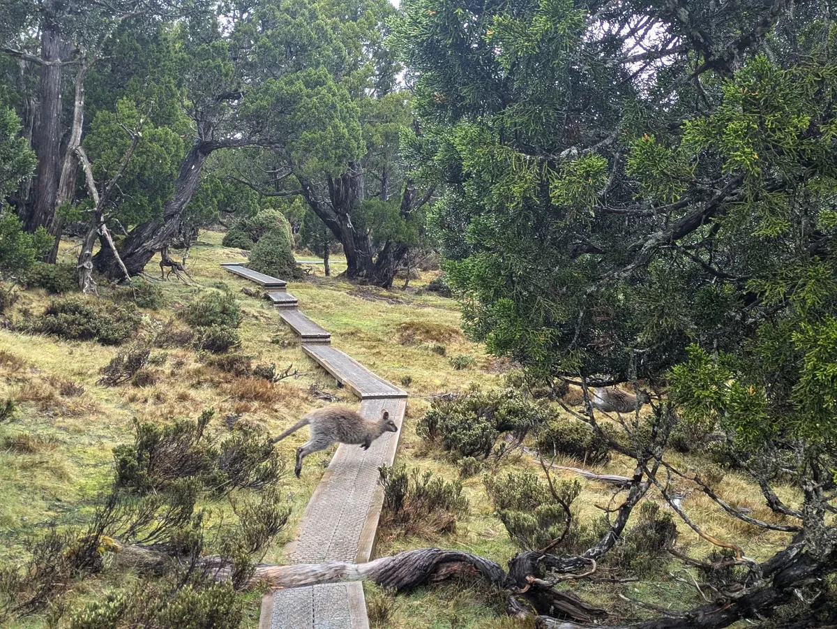 Wallaby sautant au dessus d'un boardwalk