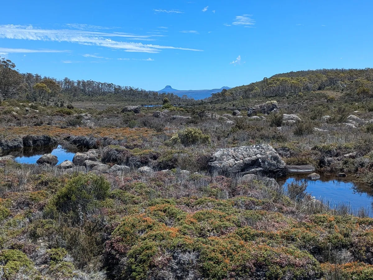 Végétation des hauts-plateaux de Tasmanie, vue sur Barn Bluff en arrière-plan