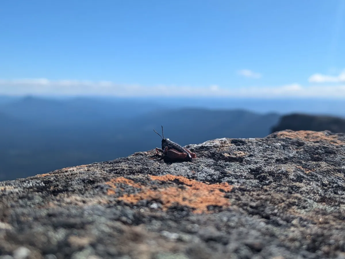 Portrait d'une Sauterelle posée en haut d'un sommet