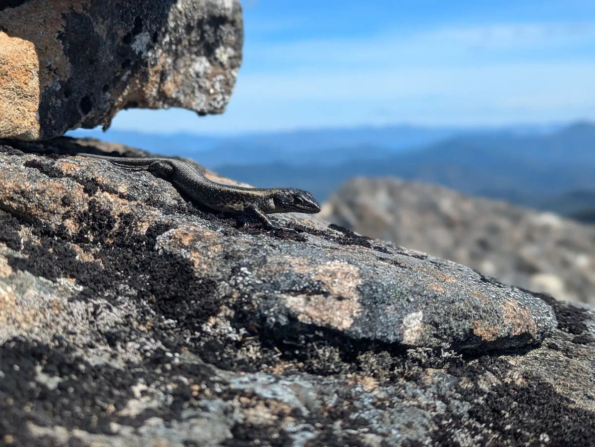Lézard au soleil