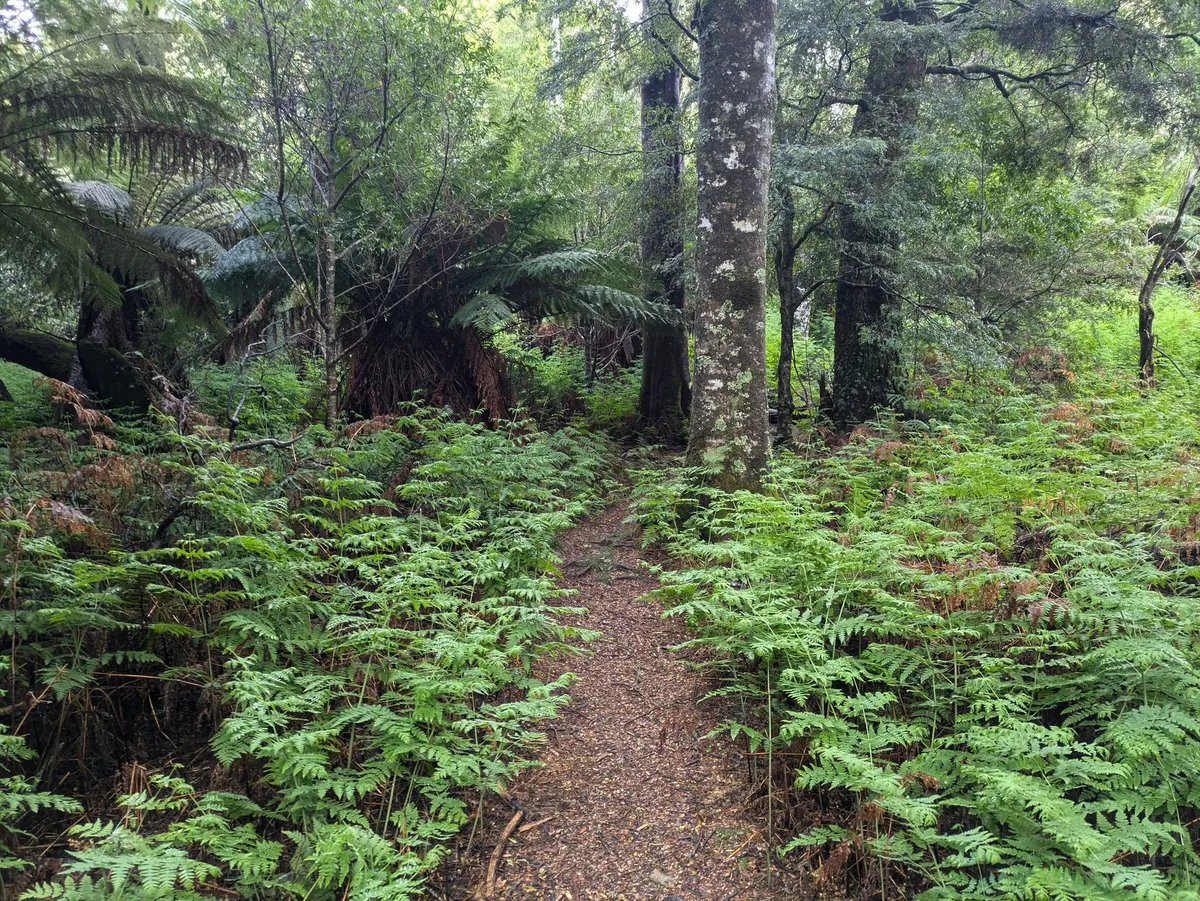 Fougères dans la forêt, un sentier au milieu