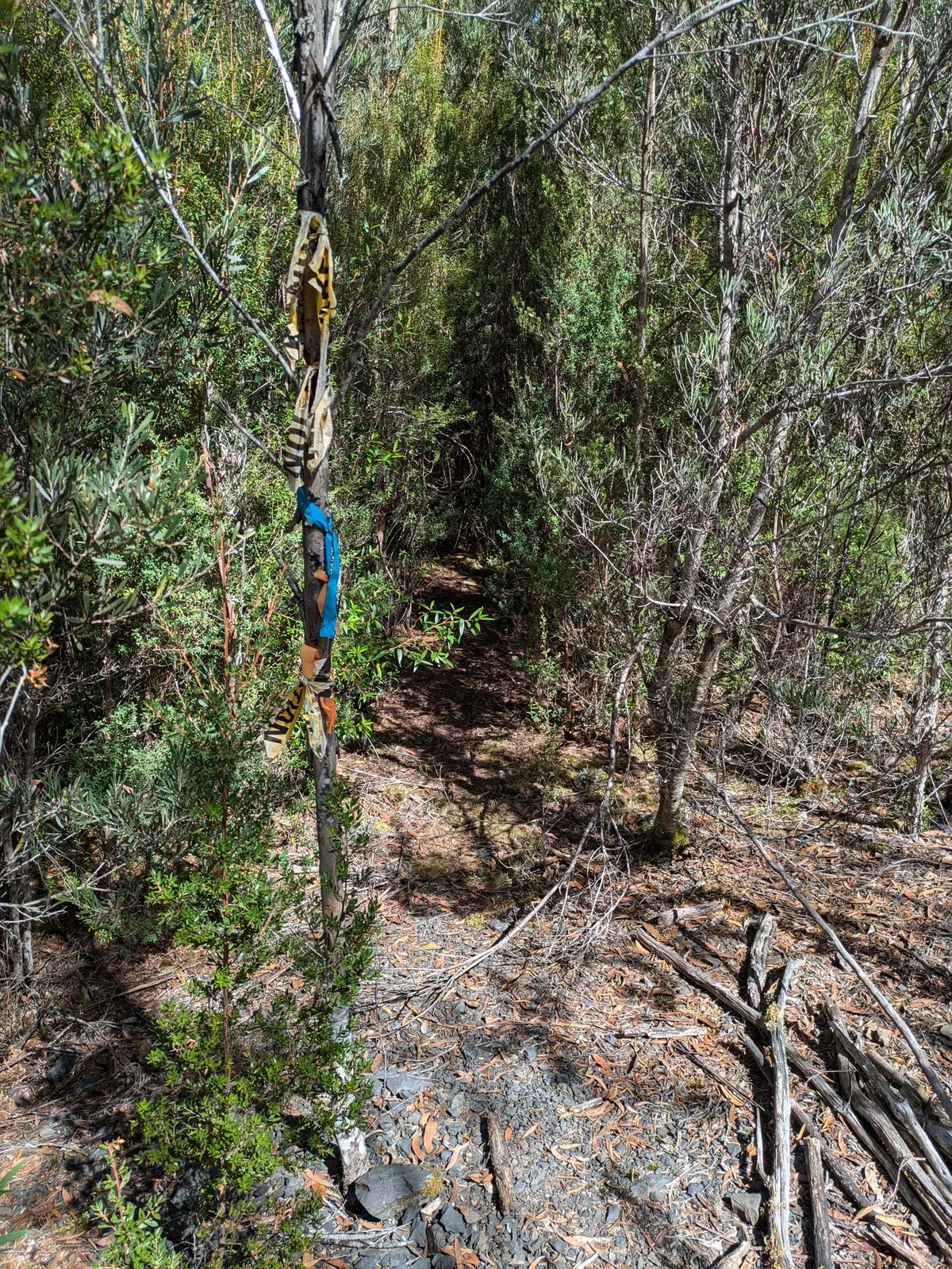 Trouée dans la forêt, ruban bleu pour la signaliser