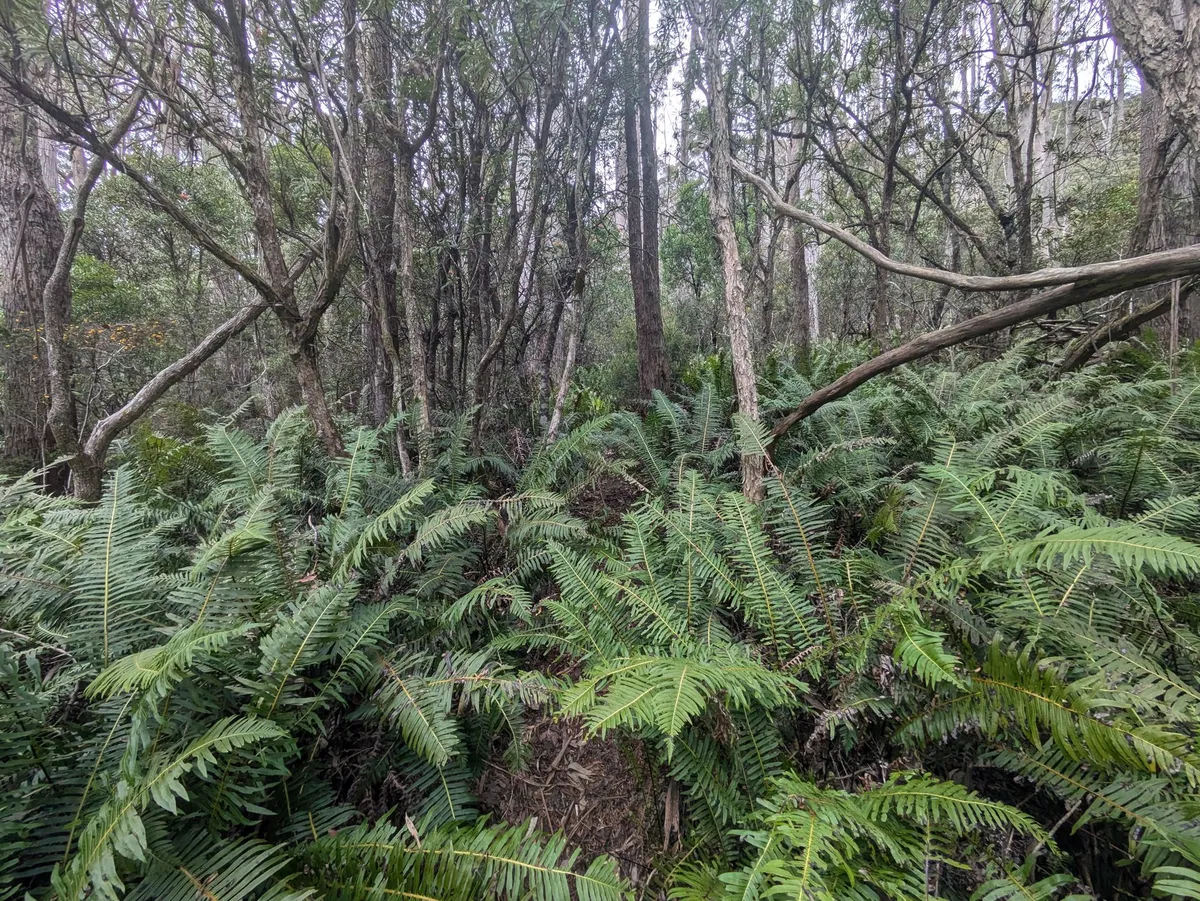 sentier étroit dans les fougères
