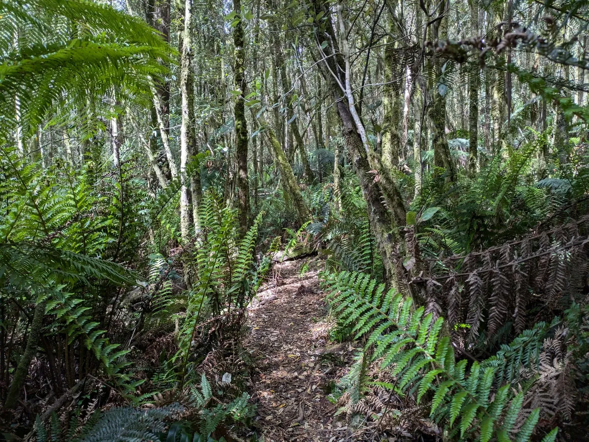 Chemin entre les fougères