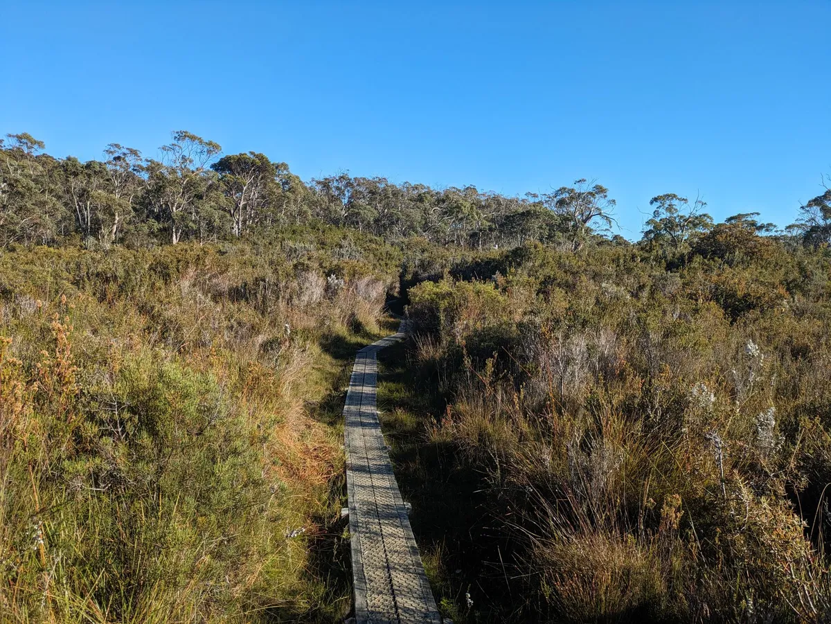 Boardwalk sur une plaine de buttongrass