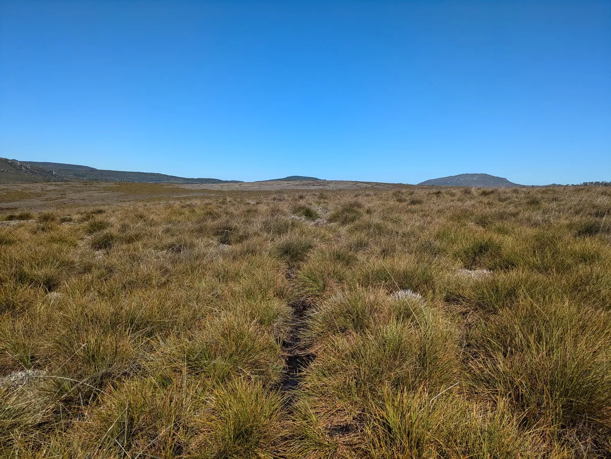 Plaine de buttongrass