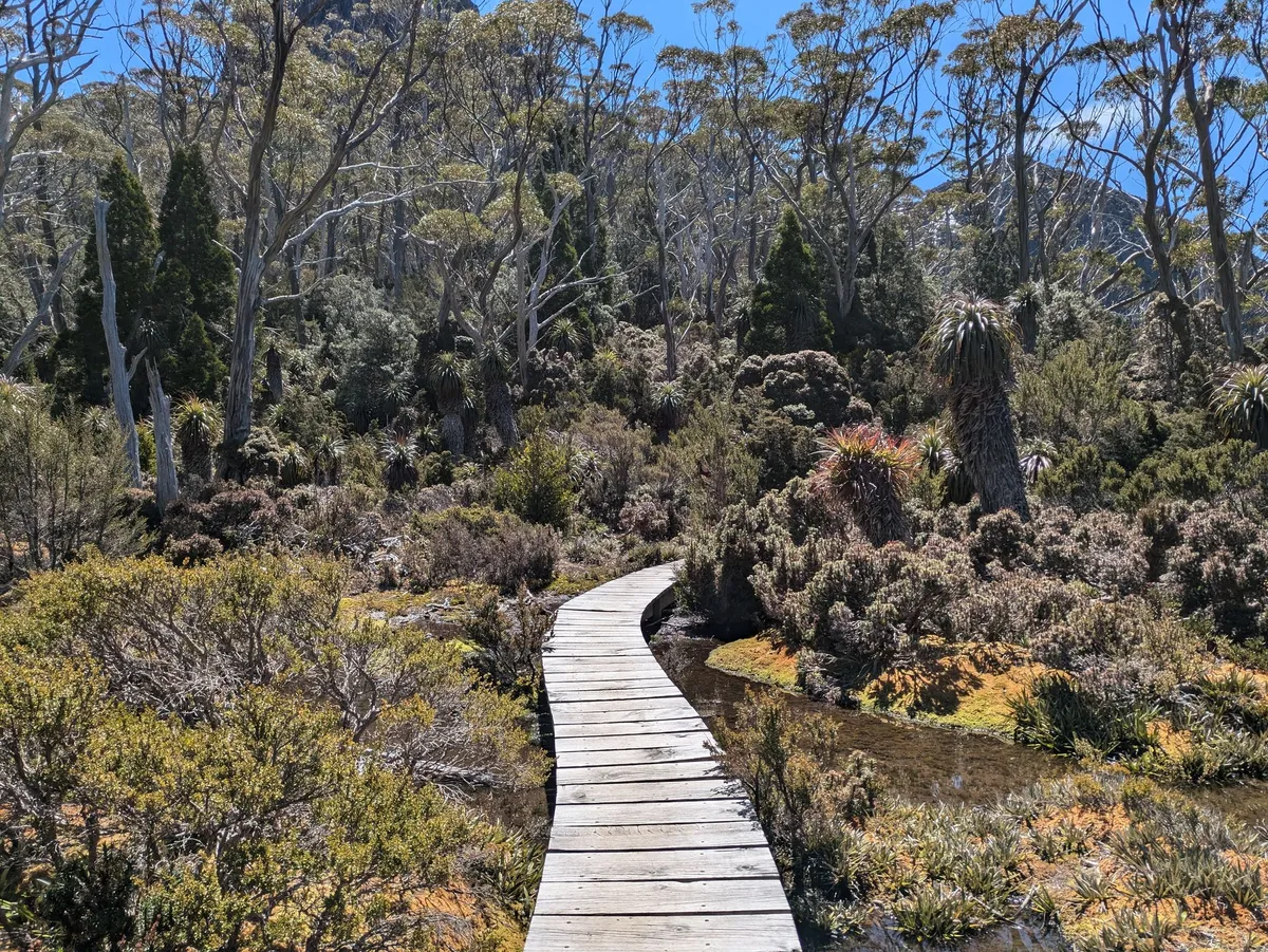 Boardwalk au milieu d'une végétation typique de Tasmanie