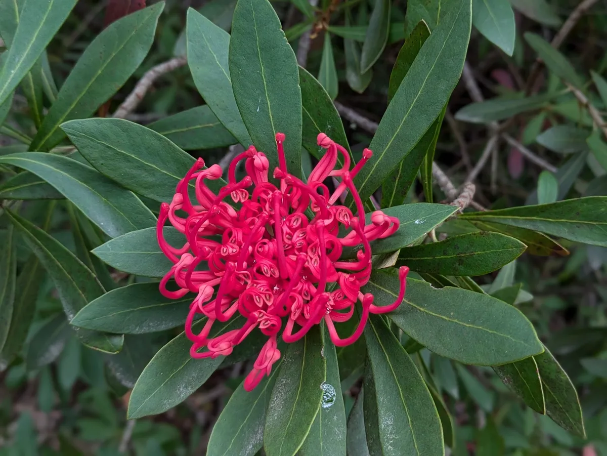 Waratah en fleurs