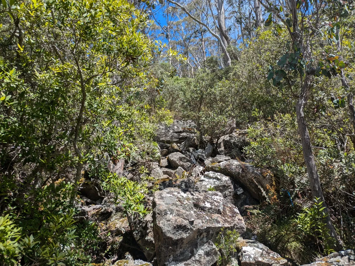Ouverture rocheuse dans la forêt