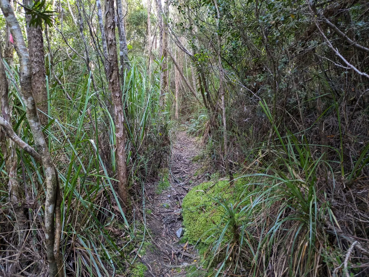 Chemin dans le cutting grass