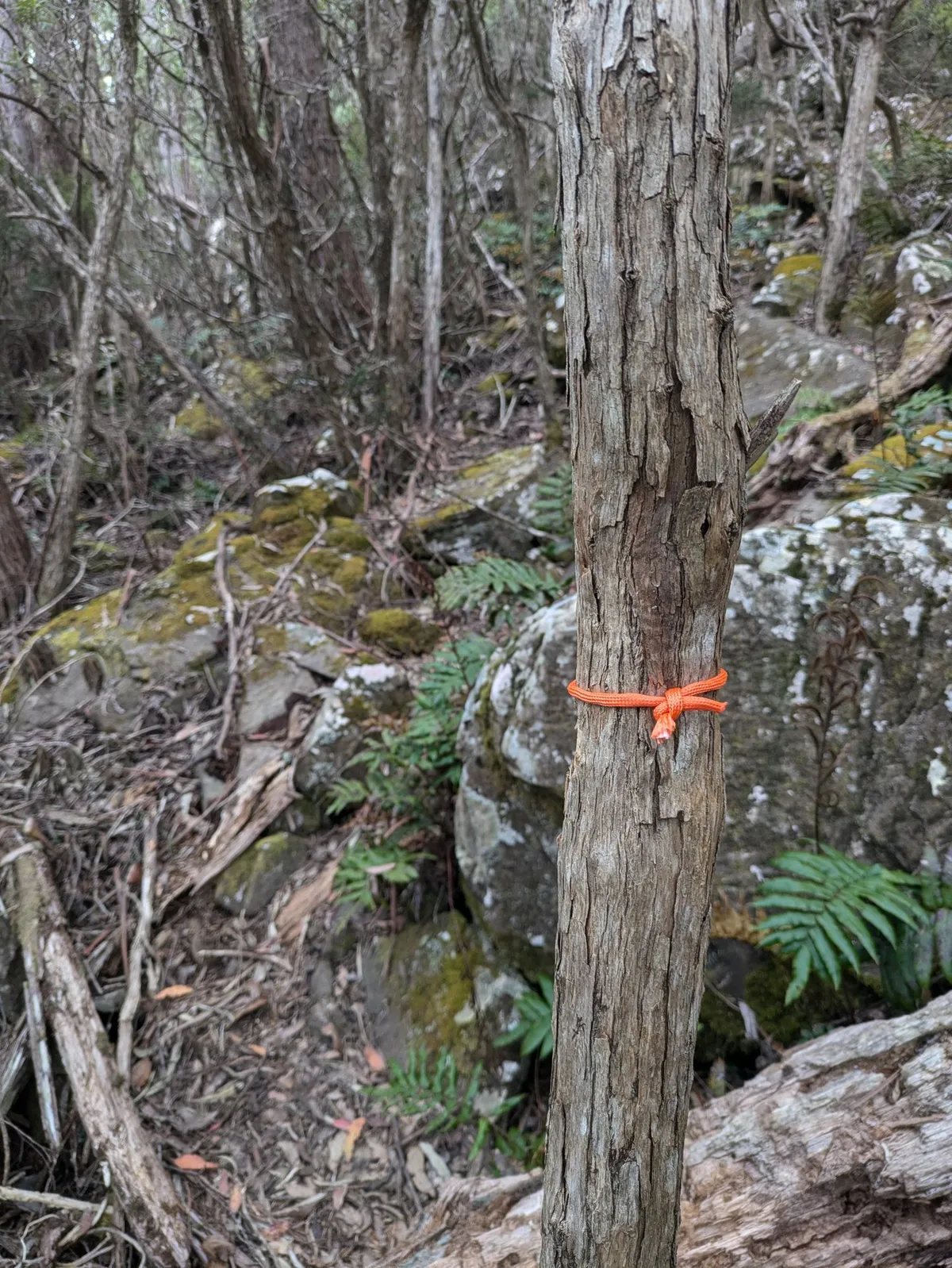 tronc d'arbre coiffé d'un ruban orange