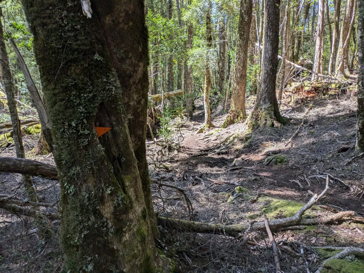 Sentier forestier, un arbre en premier plan avec un flêche de balisage orange