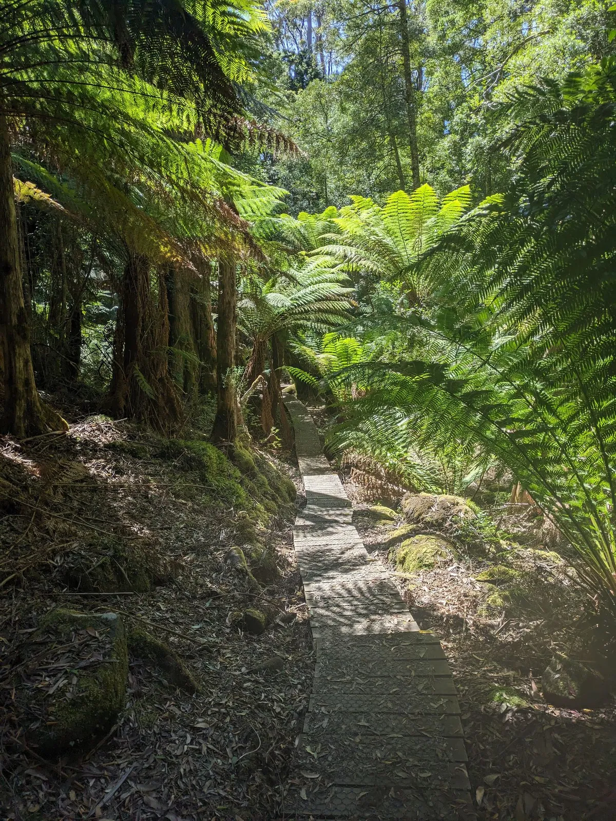 Boardwalk dans une forêt de Fern Trees