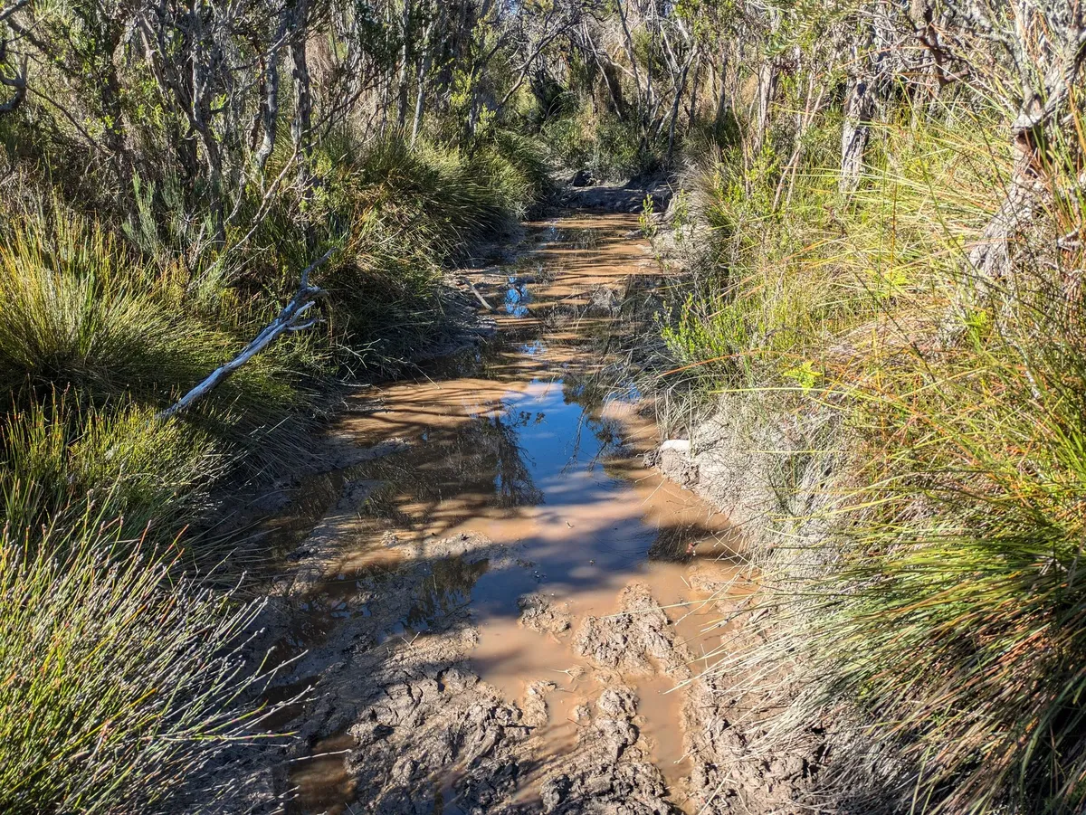 Sentier recouvert de boue