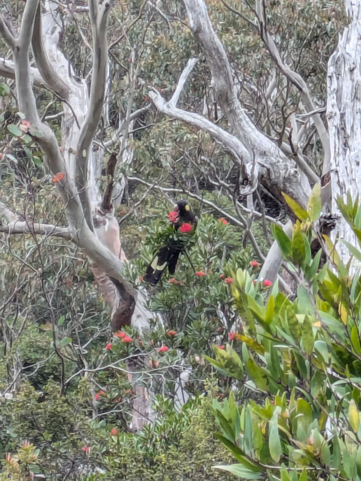 Cacatoès noir mangeant une Waratah