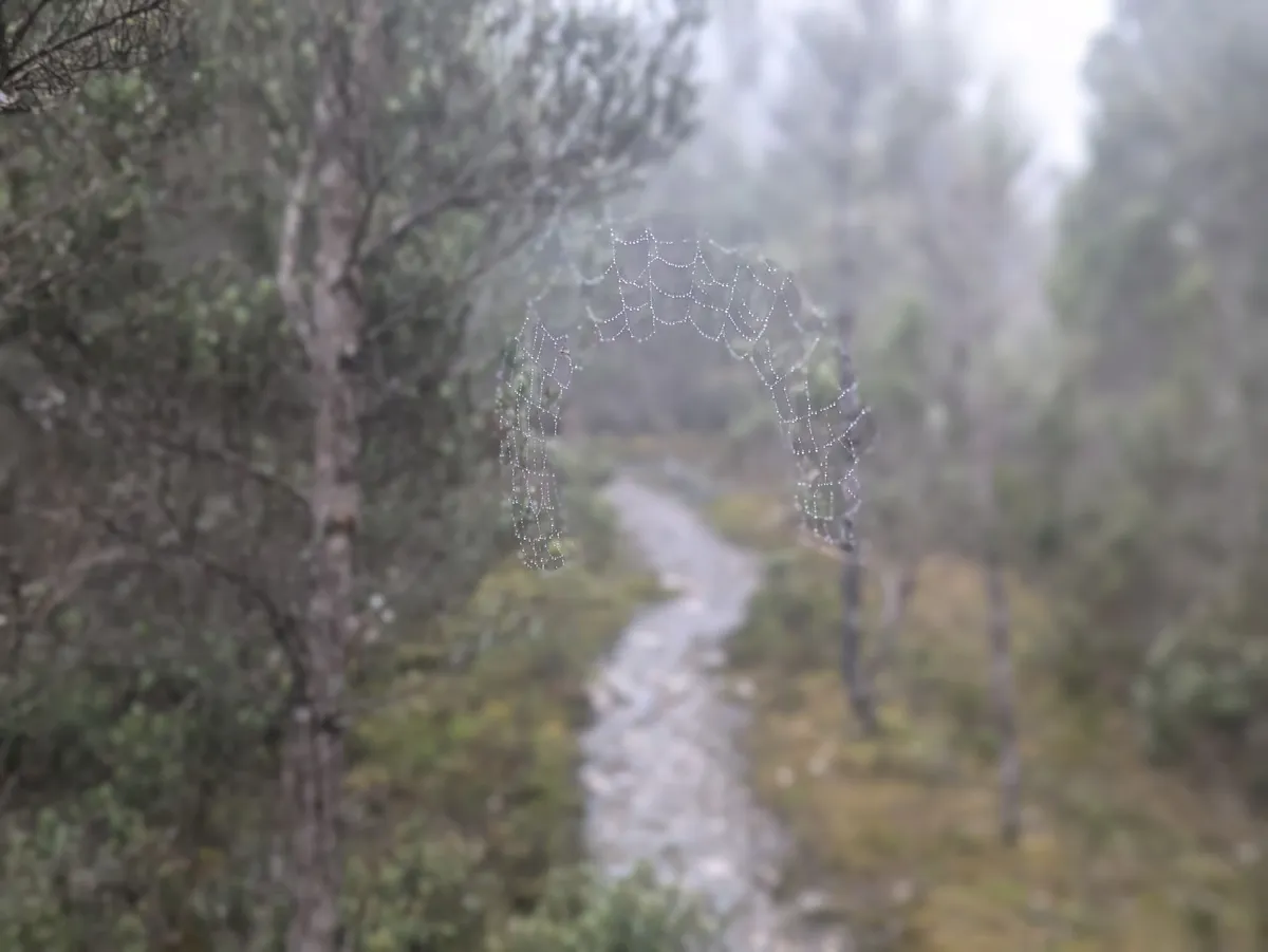 Gros plan sur une toile d'araignée