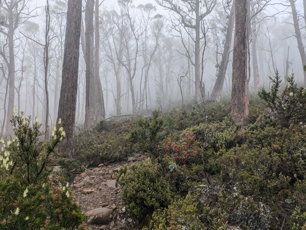 Baies sauvages dans une forêt brumeuse