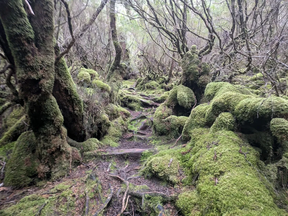 Paysage de forêt tropicale
