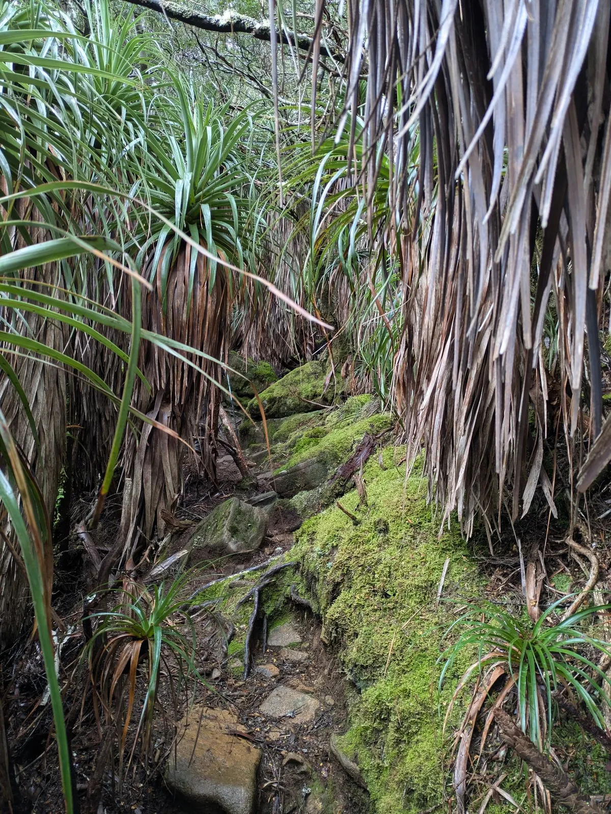 Forêt tropicale dense