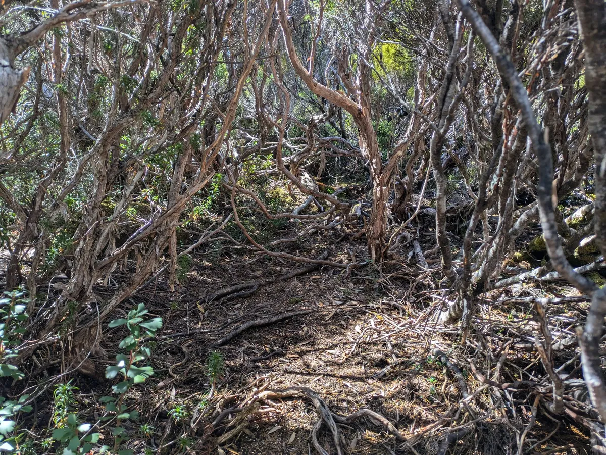 Chemin entre les racines des arbres
