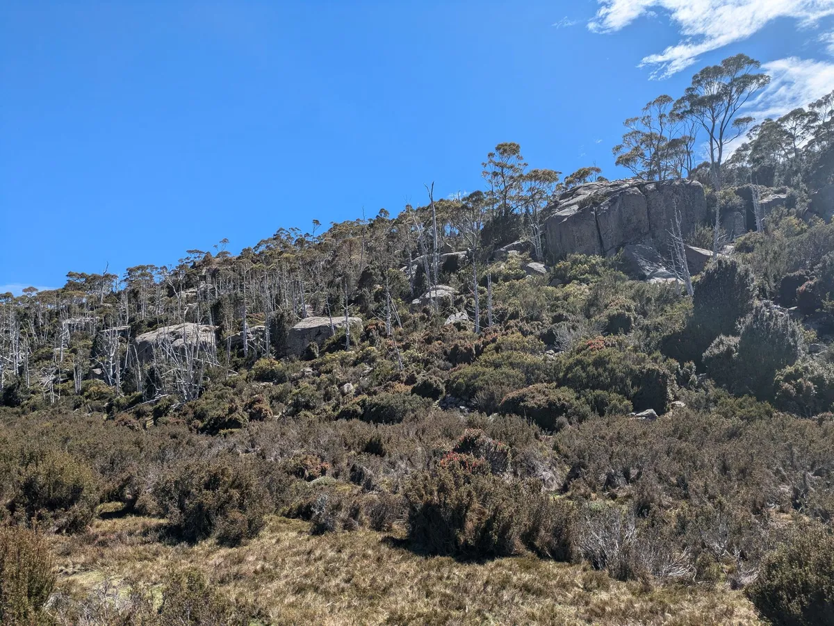 Grands rochers dans une forêt