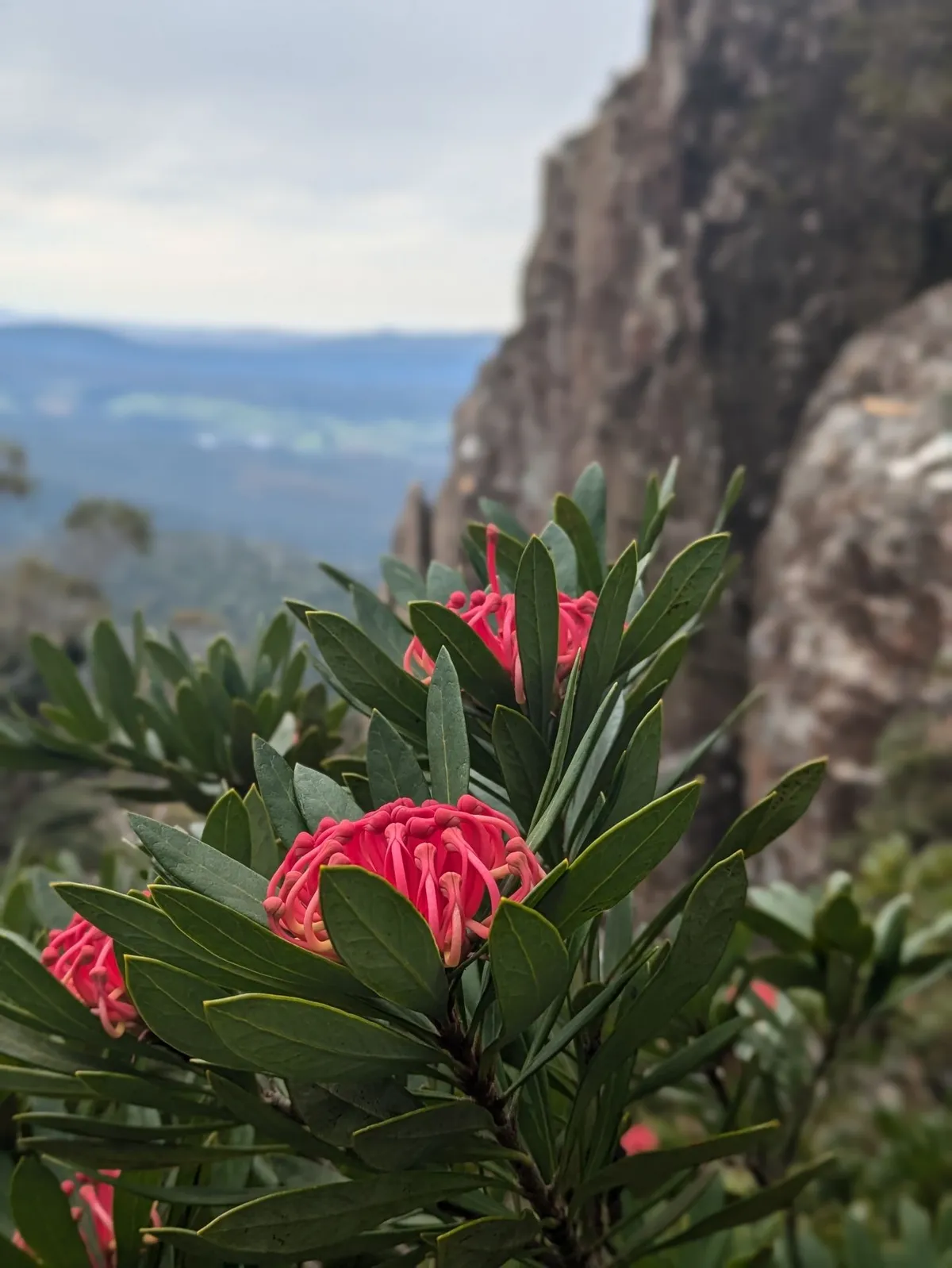 Waratah et montagne en arrière-plan