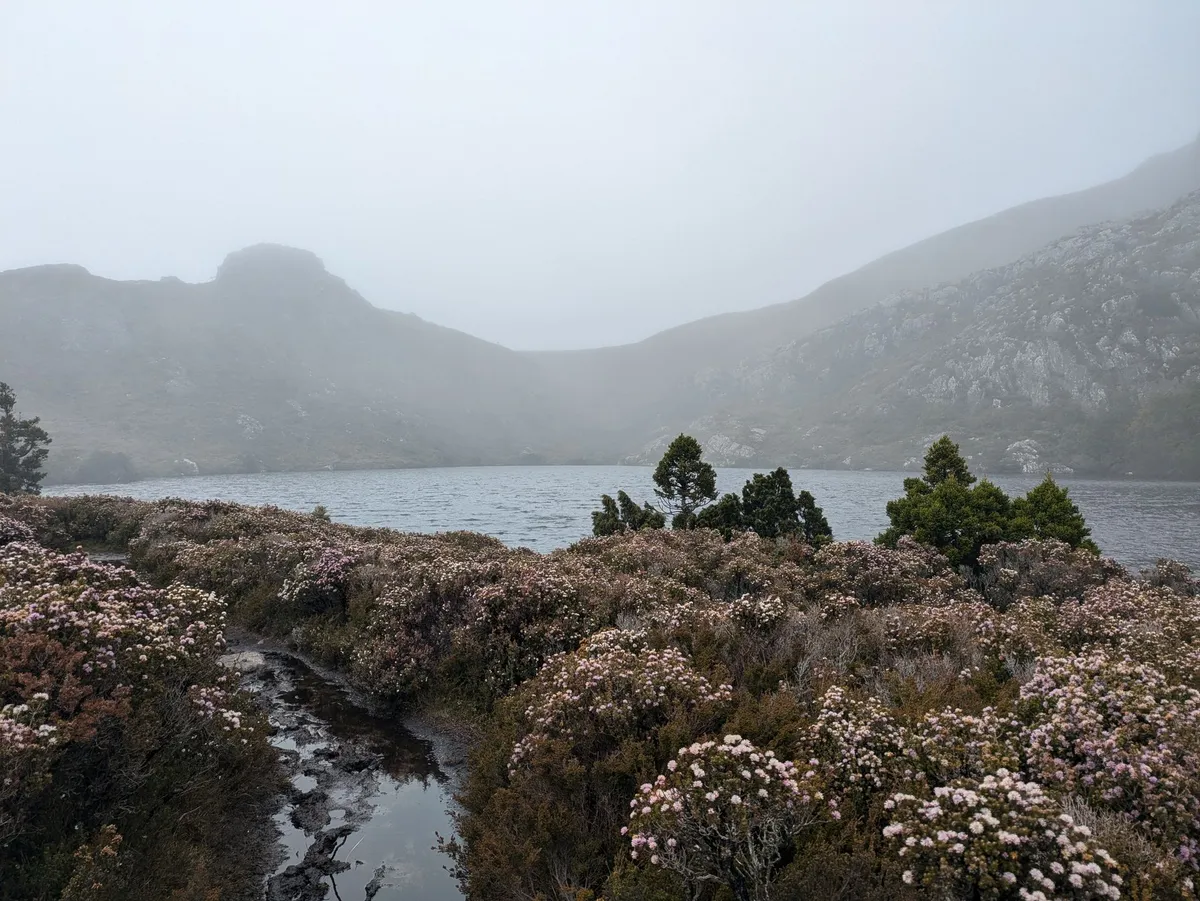 Un sentier de randonnée avec des fleurs sauvages au premier plan et un lac derrière