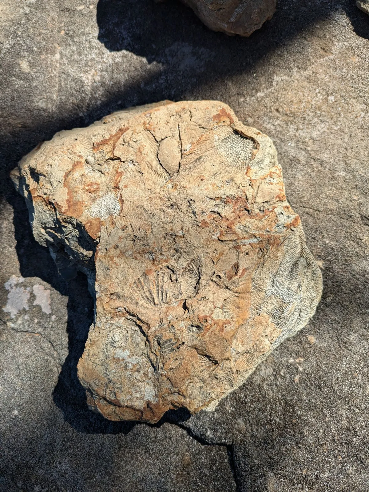 Fossile