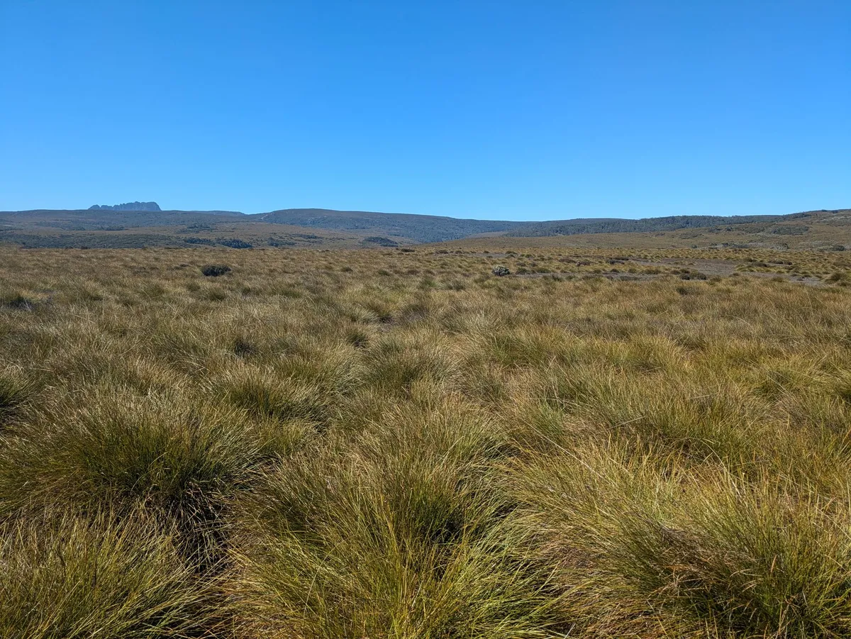 Trouée dans une plaine de buttongrass