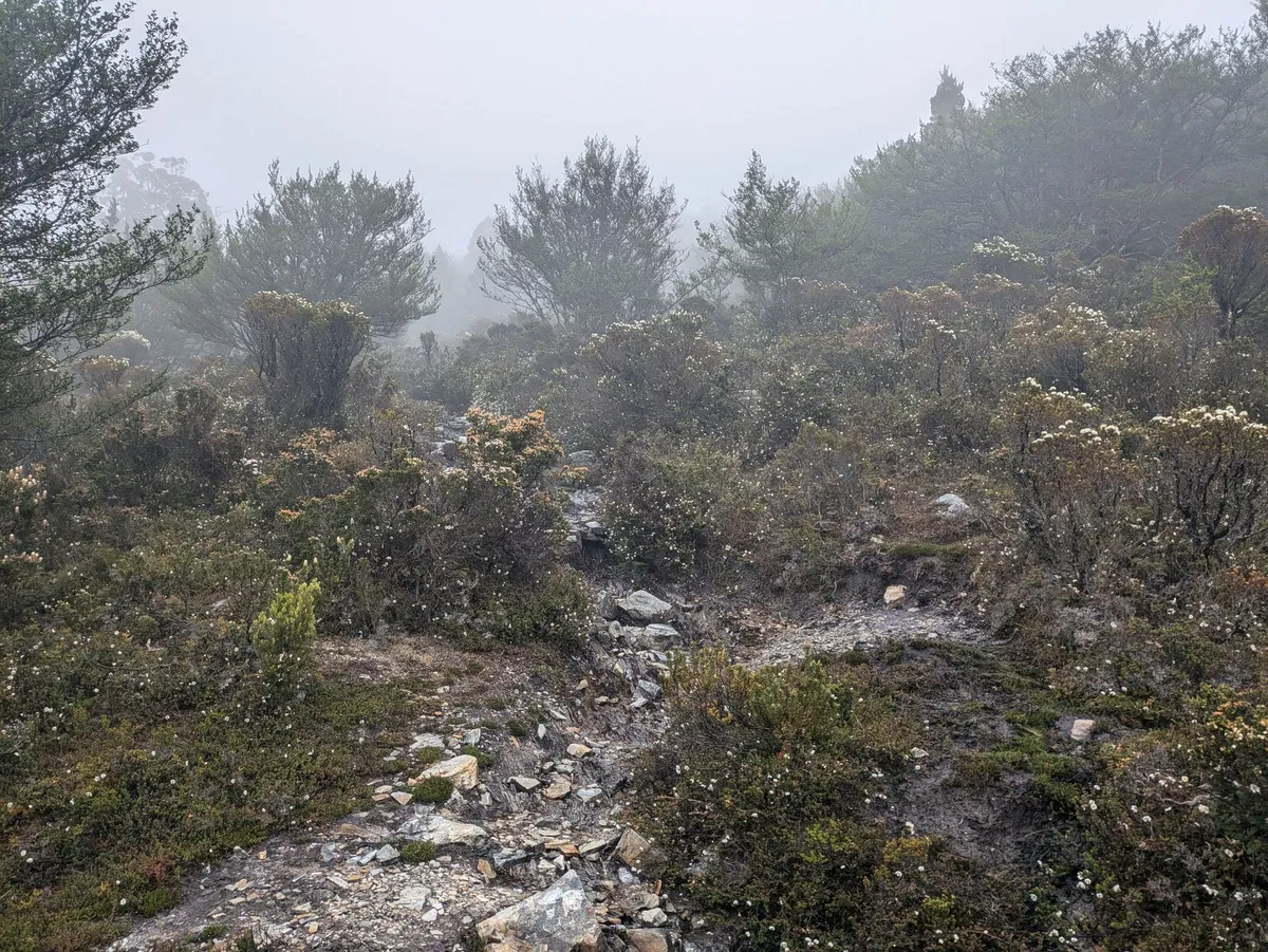 Sentier et fleurs sauvages dans la brume
