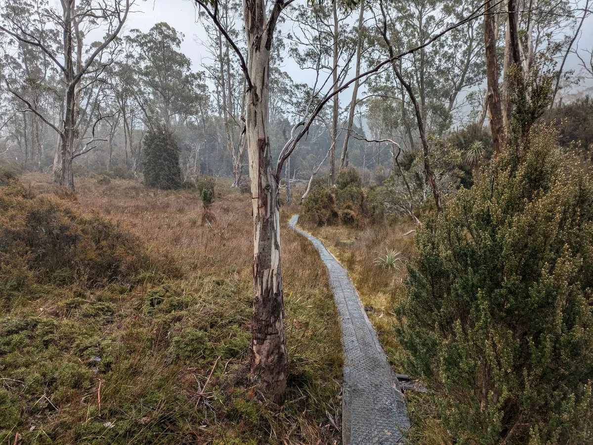 Eucalyptus et buttongrass, un sentier en bois passe au milieu