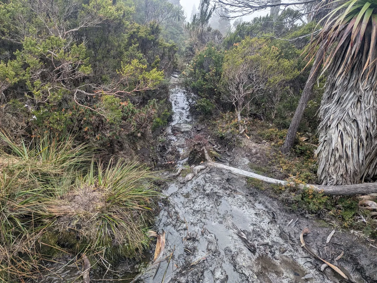 Sentier de montagne dans la brume