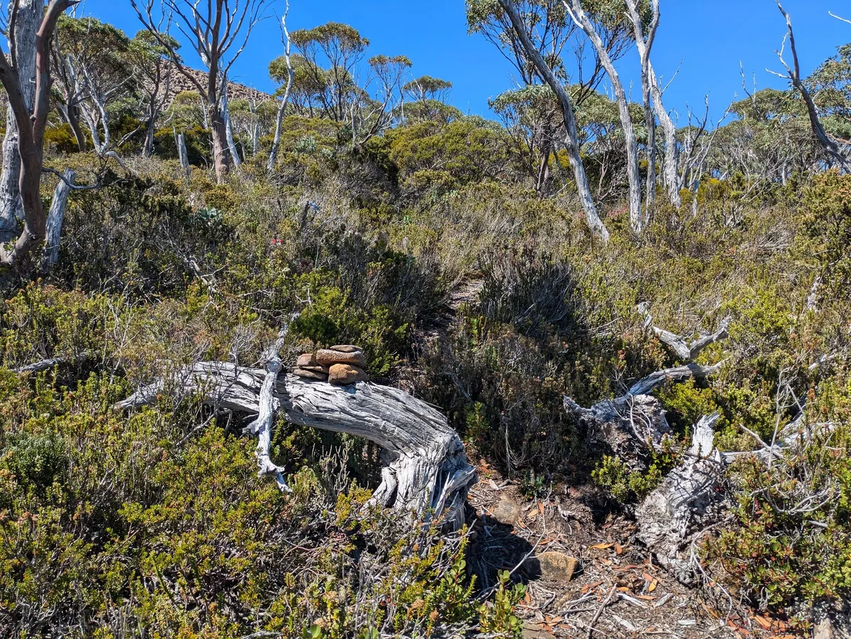 Chemin ouvert dans la broussaille, un cairn est visible